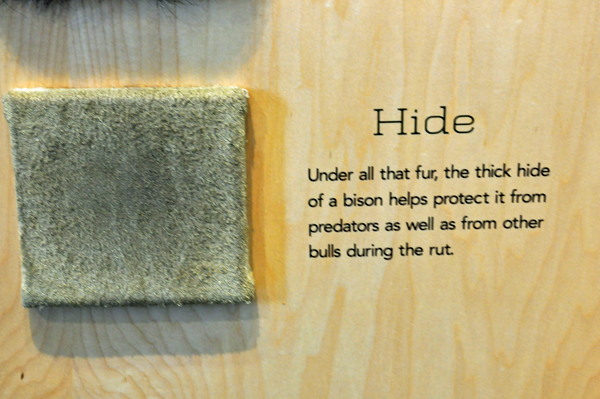 sign about the thick hide of a bison