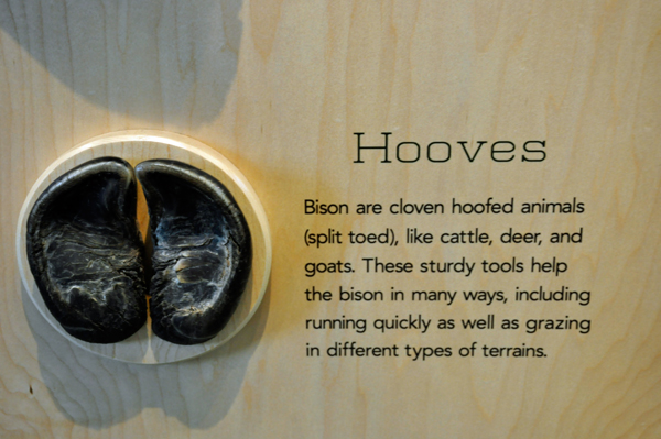sign about buffalo hooves