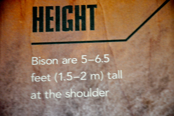 bison height chart