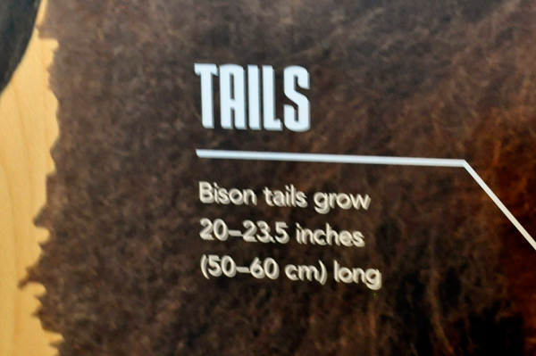 sign about bison tails