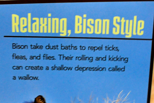 bison dust baths
