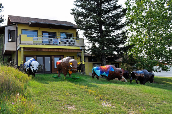 Buffalos in the front yard of the artist.