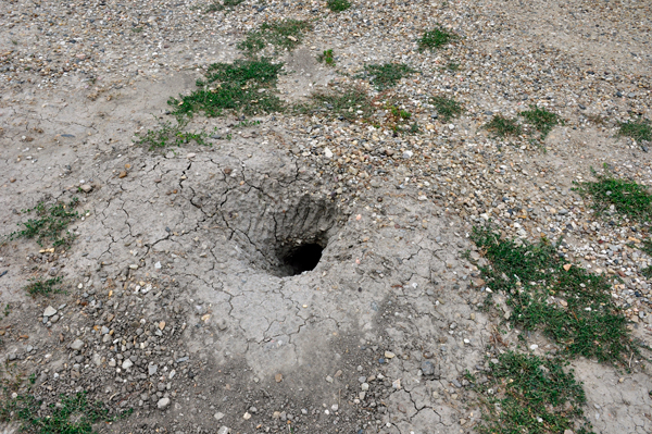 very large prairie dog hole