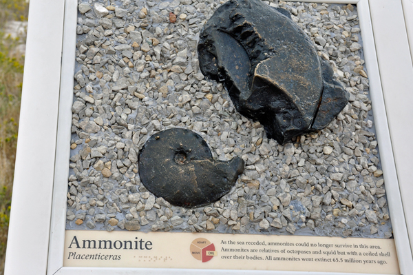 Ammonite - relatives of octopuses and squid