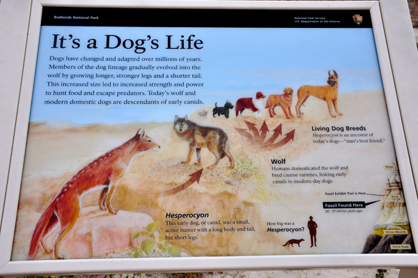 sign about the earliest members of the dog family