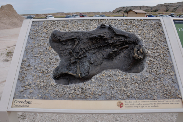 Oreodont fossil