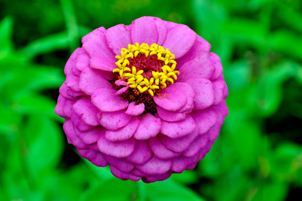 Pretty flower at the Michigan Welcome Center