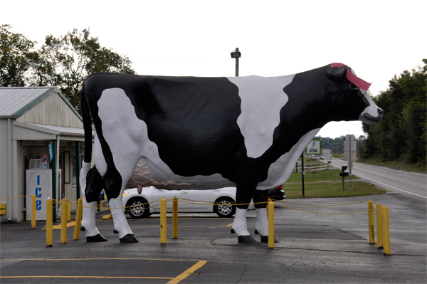 a big cow