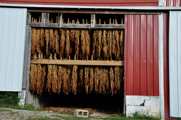 tobacco was hanging to dry in many barns.