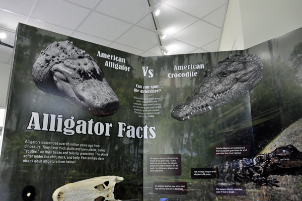 Alligator facts sign