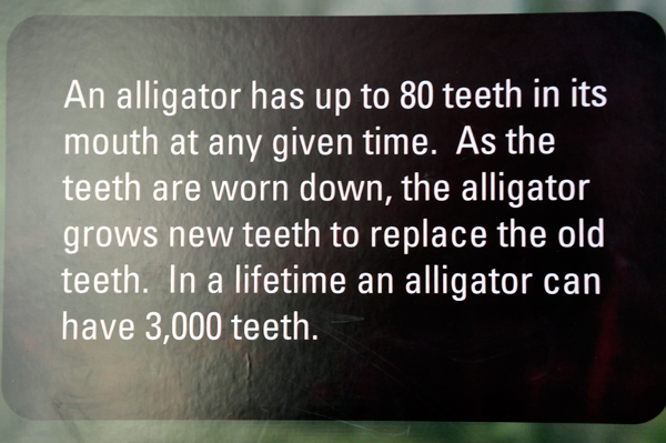 alligator has up to 80 teeth