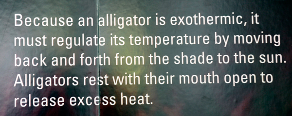 sign about alligators temperature