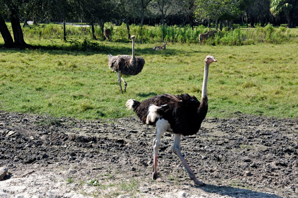 2 Ostrich