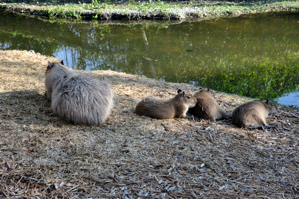 mama capybara and 3 babies