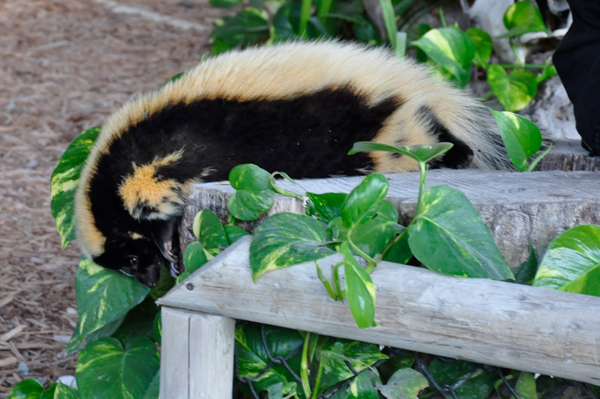 skunk at Billie Swamp Critter Show