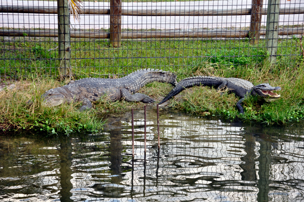 two alligators