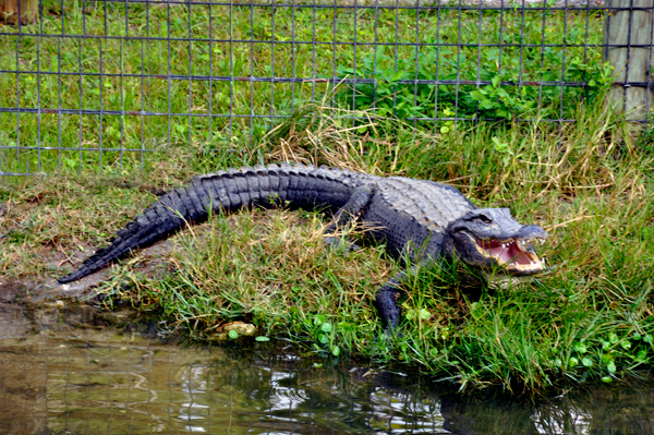 alligator with mouth open
