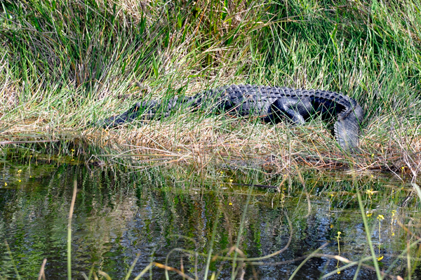 alligator two