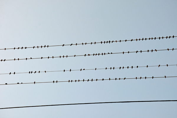 birds on a wire
