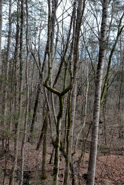 a giant Sling Shot tree