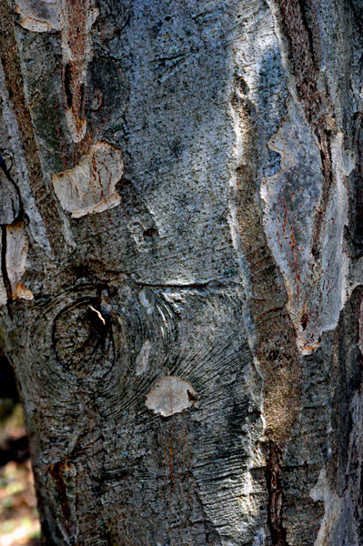 Sycoparrotia  tree bark