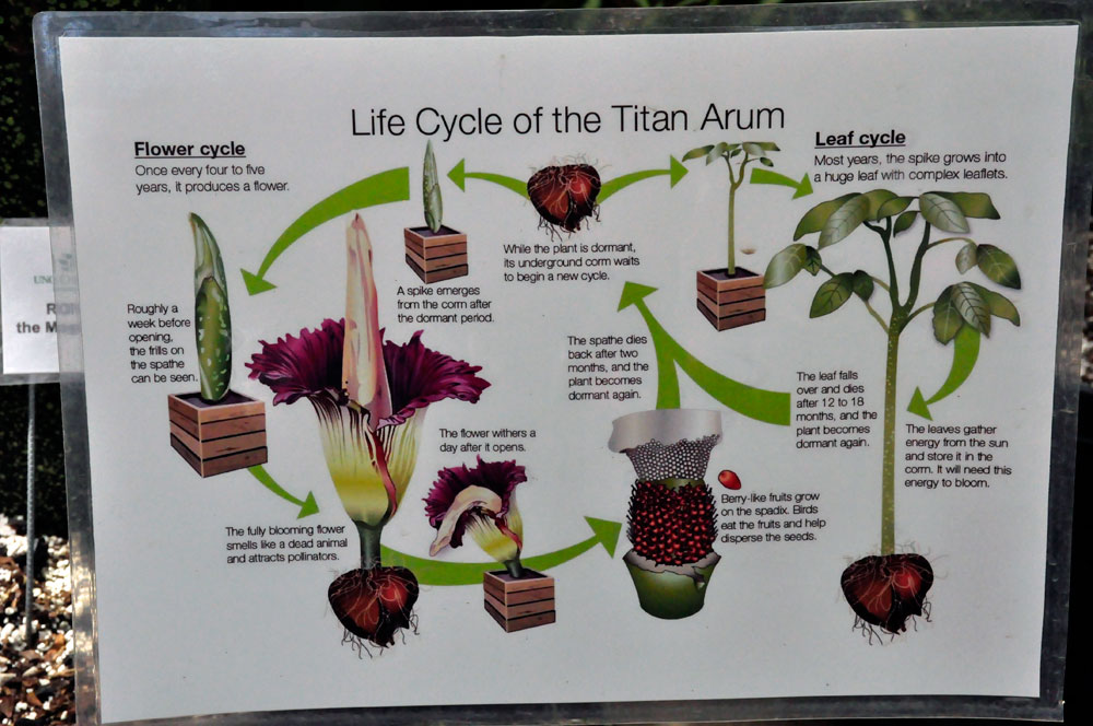 Life Cycle of the Titan Arum