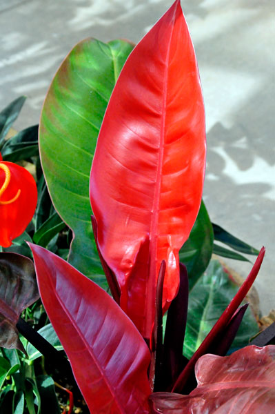 red and green plant
