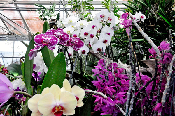 The ORCHIDS section of the Greenhouse