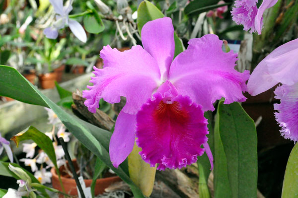 The ORCHIDS section of the Greenhouse