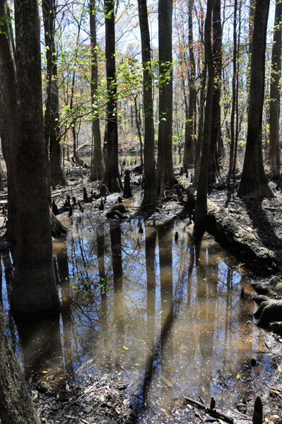 cypress knees, trees and water