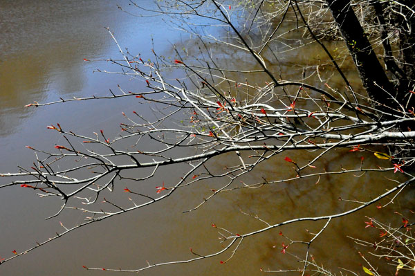 Weston Lake and tree branches