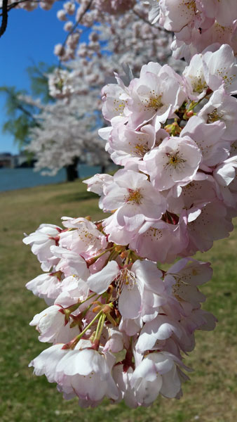 cherry blossoms by Lee Duquette
