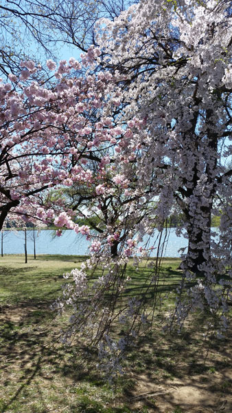 cherry blossoms by Lee Duquette