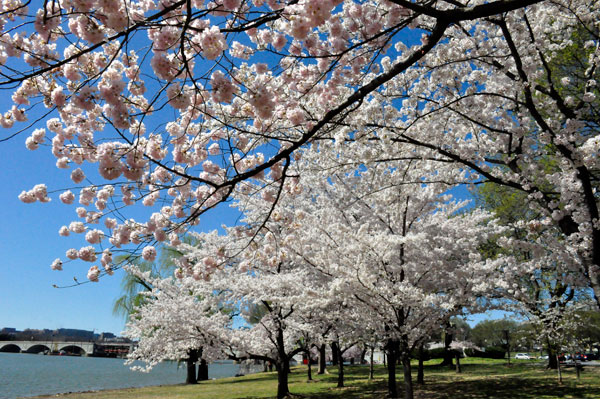 pink and white Cherry Blossoms trees