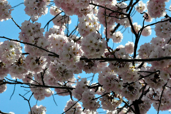 pink Cherry Blossoms