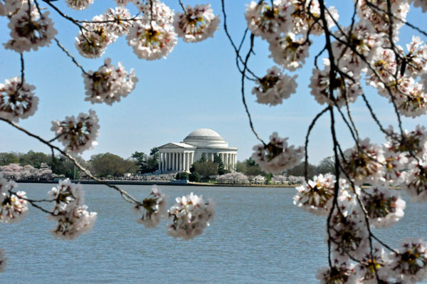  Cherry Blossoms and the Jefferson Memorial