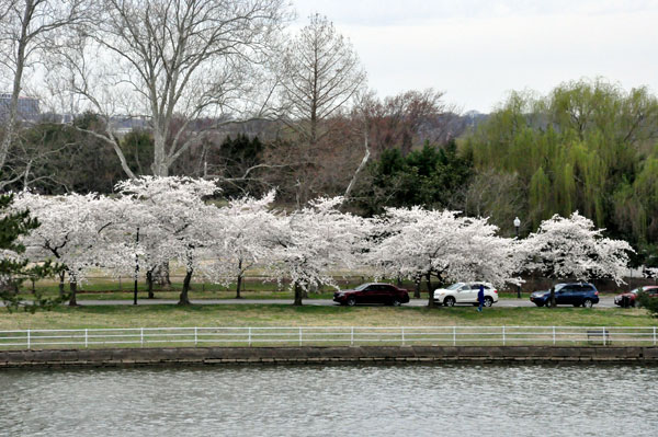white cherry blossom trees
