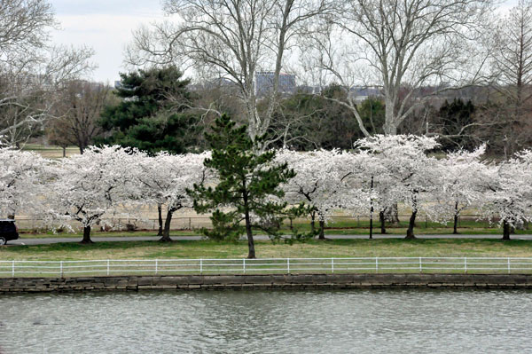 white cherry blossom trees