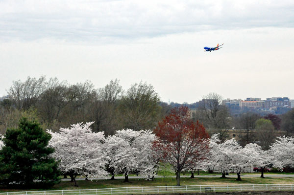 white cherry blossom trees and an airplane