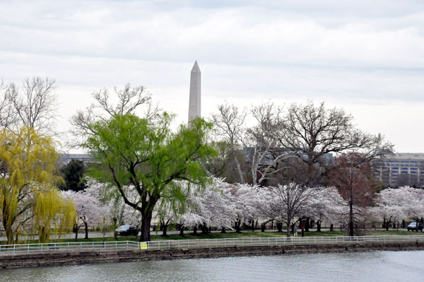 cherry blossom trees and Washington Monument
