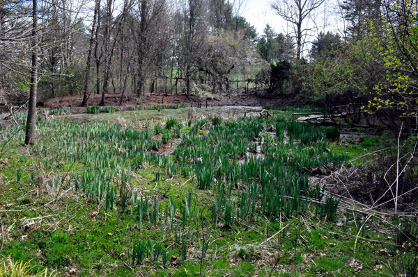 pond scenery at Boxwood Nature  Park