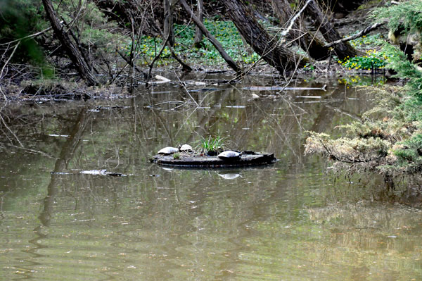 Turtles at Boxerwood Nature Center