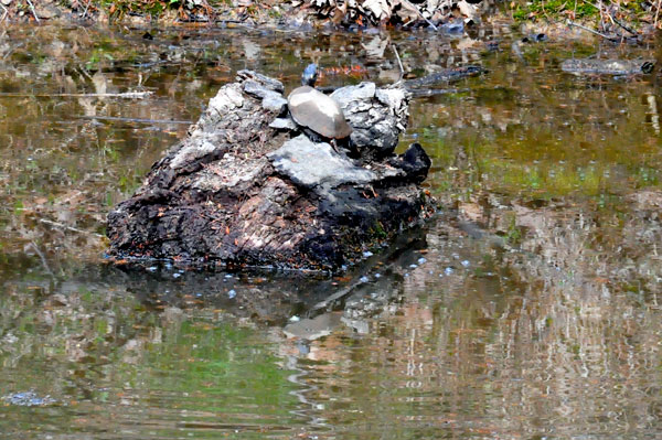 Turtles at Boxerwood Nature Center