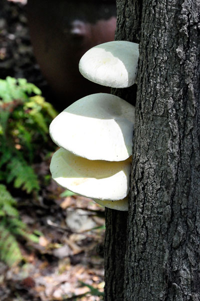 mushrooms in a tree