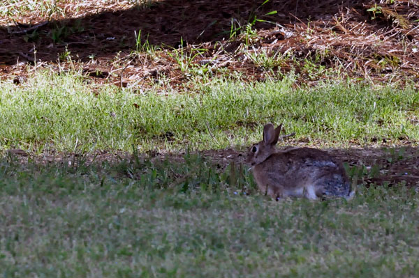 rabbit in the yard