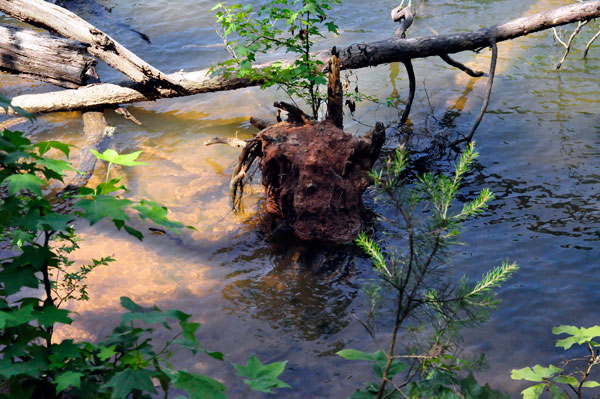 down tree in Lake Norman