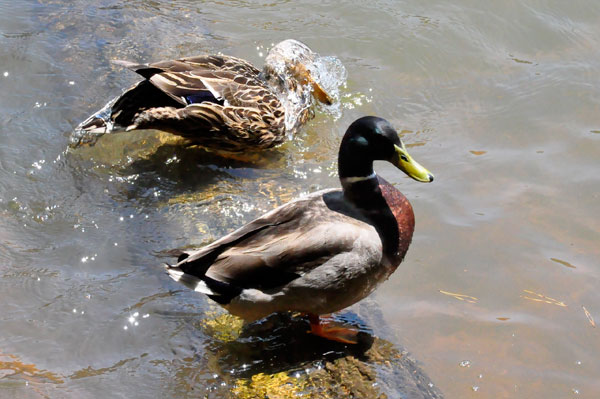 ducks at Lake Norman