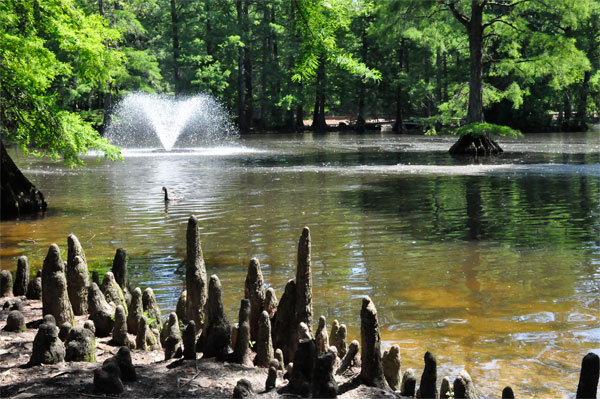 The water fountain and Cypress Knees