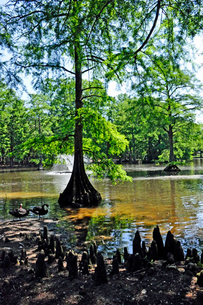 Cypress tree and cypres knees