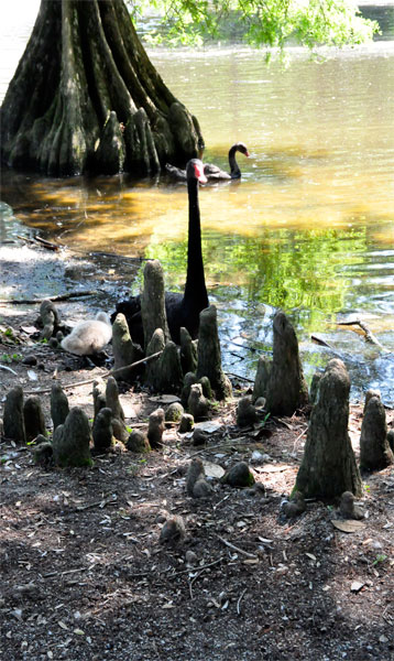 swans and cypress knees